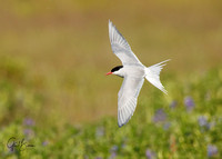 Arctic Tern in flight #1