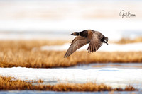 Brant in flight over the tundra