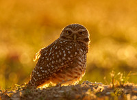 Backlit Burrowing owl