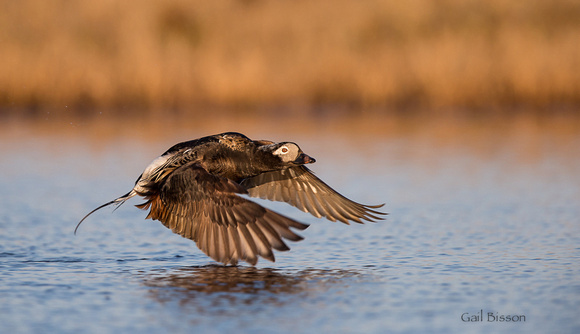 Long Tail Duck take Off # 2