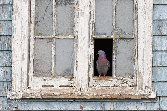 Pigeon on windowsill