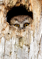 Peek-a-boo Saw-whet owl