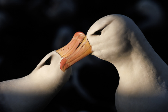 Black-browed Albatross Beaking