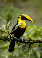 Yellow-throated toucam