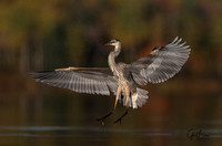 Fall Great Blue Heron Commended BPOTY