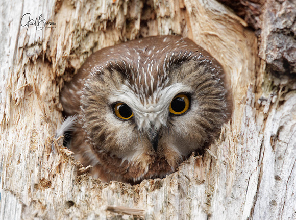 Northern Saw-whet owl