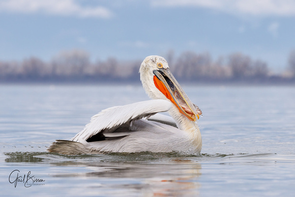 Dalmatian Pelican with fish #1