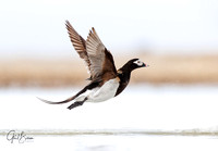 Long-tailed duck Take-off