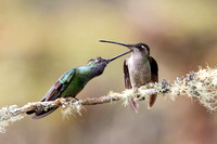 Dueling hummingbirds