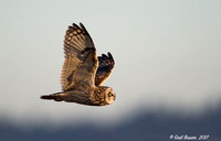 Short-eared Owl in flight