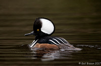 Hooded Merganser