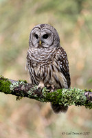 Barred Owl