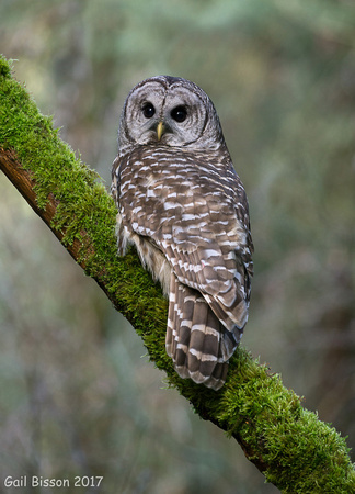 Barred Owl #2