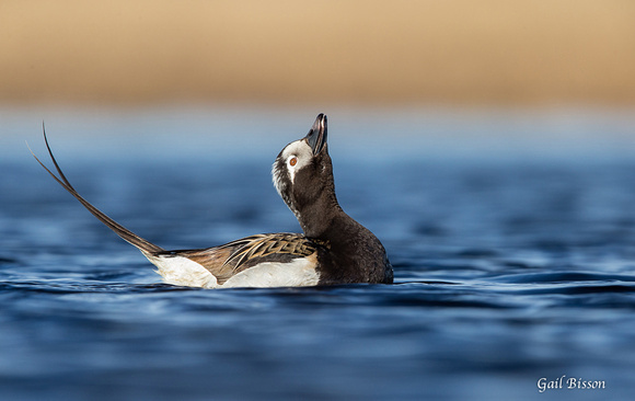 Long Tailed Duck male in breeding plumage. Display call