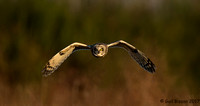 Short-eared owl in flight