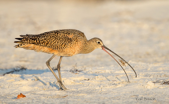 Long Billed Curlew and crab