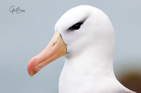 Albatross portrait#1