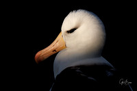 Albatross Portrait #2