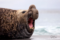 Elephant Seal yawn