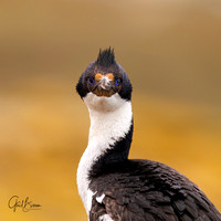 Imperial Cormorant Portrait