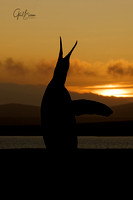 King penguin calling at Sunset