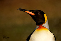 King Penguin Portrait #1
