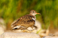 Spotted Sandpiper and chicks