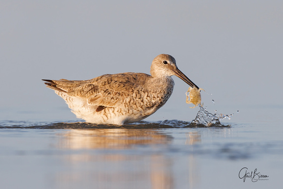 Willet and crab