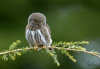 Northern Pygmy Owl on green
