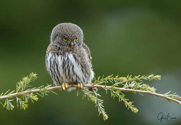 Northern Pygmy Owl on green