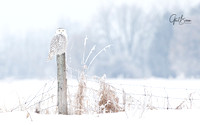 Snowy Owl on fence post