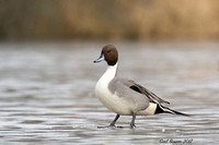 Northen Pintail on Ice