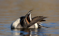 Preening Pintail