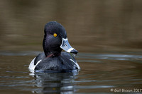 Portrait of Ring-Necked Duck- male