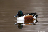 Northern Shoveler - male