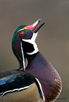 Vertical portrait of male wood duck calling