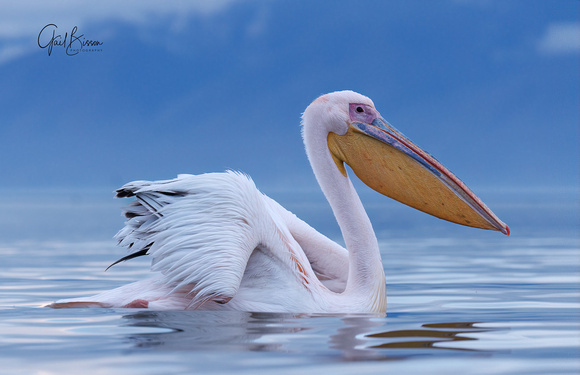 Great white pelican after sunset