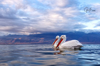 Two Dalmatian Pelicans on Lake Kerkini