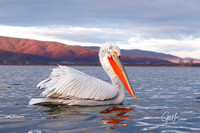 Dalmatian pelican #3