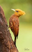 Female chstnut-colored woodpecker