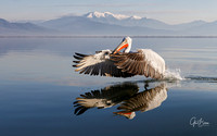 Scenic view of Dalmatian Pelican