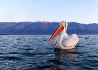 Single Pelican on Lake  Kerkini