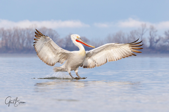 Glorious Dalmatian Pelican