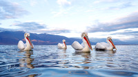 Four Dalmatian Pelicans on Lake Kerkini