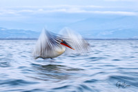 Dalmatian Pelican Blur