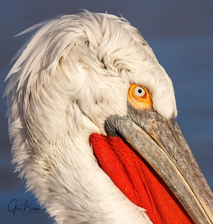 Portrait of Dalmatian Pelican #2